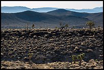 Joshua trees on ridges. Death Valley National Park ( color)