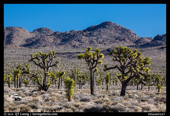 Joshua tree forest, Lee Flat. Death Valley National Park (color)