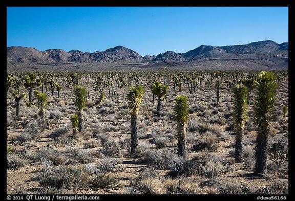 Forest of Joshua trees, Lee Flat. Death Valley National Park (color)