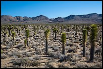 Forest of Joshua trees, Lee Flat. Death Valley National Park ( color)