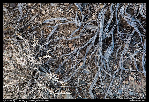 Ground close-up with bush and roots. Death Valley National Park (color)