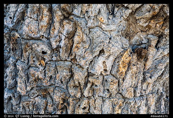 Close-up of Joshua tree bark. Death Valley National Park (color)