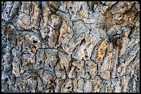 Close-up of Joshua tree bark. Death Valley National Park ( color)