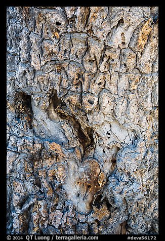 Joshua tree bark close-up. Death Valley National Park (color)