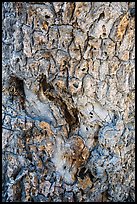 Joshua tree bark close-up. Death Valley National Park ( color)