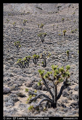 Joshua trees on hillside. Death Valley National Park (color)