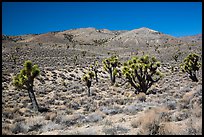 Joshua trees and Nelson Range. Death Valley National Park ( color)
