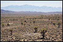 Joshua trees on Lee Flat and Panamint Range. Death Valley National Park ( color)