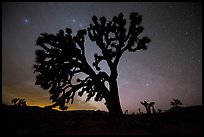 Joshua Trees and stars at night, Lee Flat. Death Valley National Park, California, USA.
