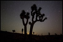 Joshua Trees and starry sky, Lee Flat. Death Valley National Park, California, USA.