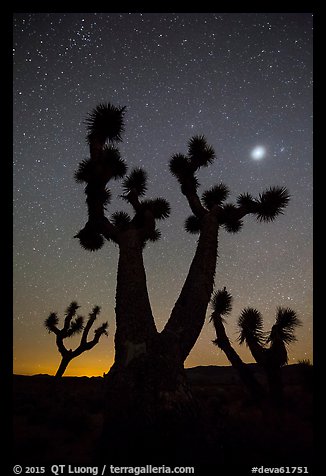 Joshua Trees, stars and planet, Lee Flat. Death Valley National Park (color)