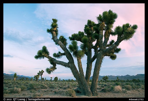 Joshua Trees at dawn, Lee Flat. Death Valley National Park (color)