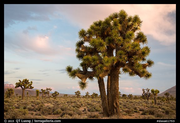 Joshua Trees at sunrise, Lee Flat. Death Valley National Park (color)