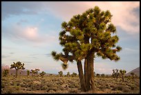 Joshua Trees at sunrise, Lee Flat. Death Valley National Park ( color)