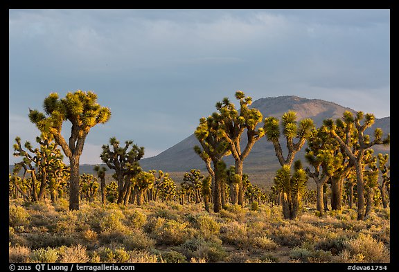 Joshua Tree forest, Lee Flat. Death Valley National Park (color)