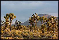 Joshua Tree forest, Lee Flat. Death Valley National Park ( color)