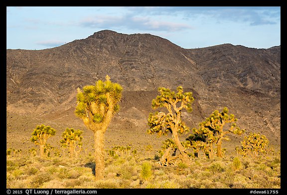 Joshua Trees and mountains at sunrise, Lee Flat. Death Valley National Park (color)