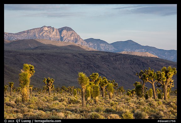 Joshua Trees and mountains, Lee Flat. Death Valley National Park (color)