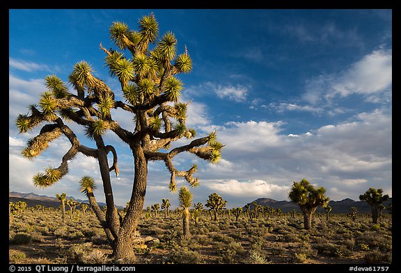 Joshua Tree groves at Lee Flat. Death Valley National Park (color)