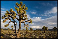 Joshua Tree groves at Lee Flat. Death Valley National Park ( color)