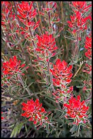 Indian Paintbrush. Death Valley National Park ( color)
