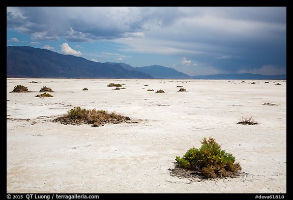 Shrubs on Salt Pan. Death Valley National Park (color)