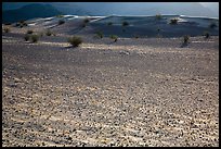 Ground littered with small rocks near Ibex Dunes. Death Valley National Park ( color)