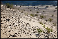 Rocks and shrubs, Ibex Dunes. Death Valley National Park ( color)