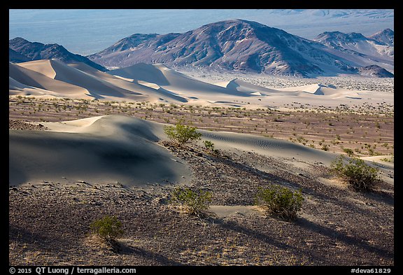 Shrubs and sand, Ibex Dunes. Death Valley National Park (color)