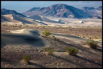 Shrubs and sand, Ibex Dunes. Death Valley National Park ( color)