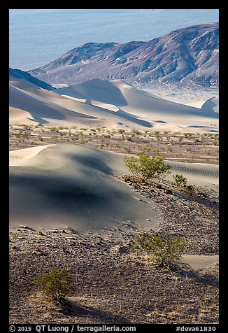 Shrubs, sand, and mountains, Ibex Dunes. Death Valley National Park (color)