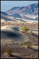 Shrubs, sand, and mountains, Ibex Dunes. Death Valley National Park ( color)