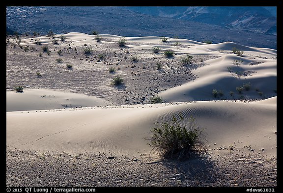 Undulating sand dunes, shrubs, and rocks, Ibex Dunes. Death Valley National Park (color)