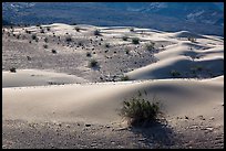 Undulating sand dunes, shrubs, and rocks, Ibex Dunes. Death Valley National Park ( color)