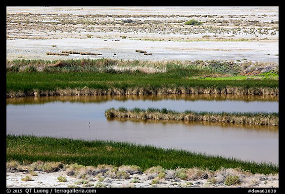 Saragota Spring ponds and salt pan. Death Valley National Park (color)