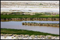 Saragota Spring ponds and salt pan. Death Valley National Park ( color)