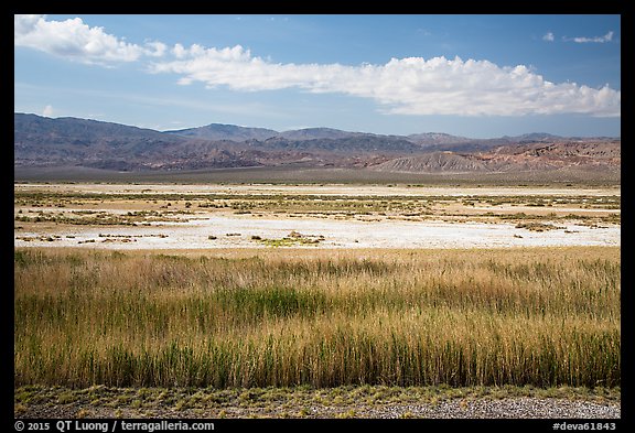 Salt Pan and riparian area, Saragota Springs. Death Valley National Park (color)