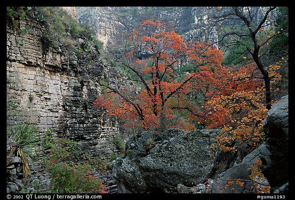 Limestone cliffs and trees in autumn color near Devil's Hall. Guadalupe Mountains National Park (color)