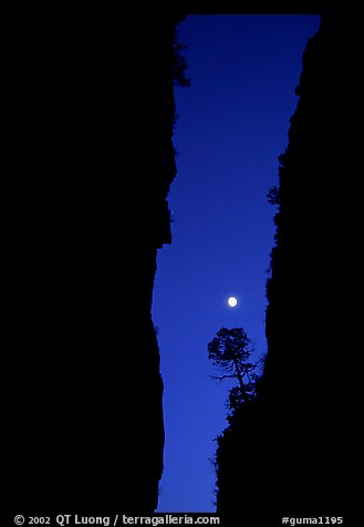 Tree and moon at night through the narrow canyon of Devil's Hall. Guadalupe Mountains National Park (color)