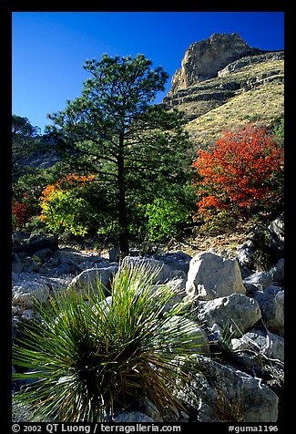 Sotol in wash in Pine Spring Canyon. Guadalupe Mountains National Park, Texas, USA.