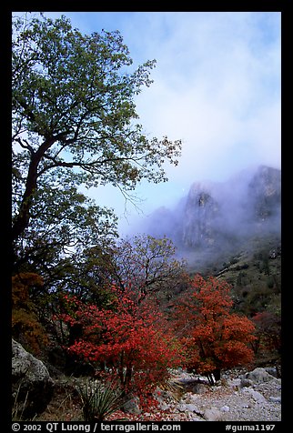 Autumn colors, wash, and clearing clouds, Pine Spring Canyon. Guadalupe Mountains National Park (color)