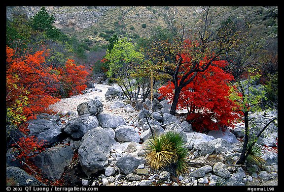 Sotol and Autumn colors in Pine Spring Canyon. Guadalupe Mountains National Park (color)