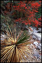 Desert Sotol and autumn foliage in Pine Spring Canyon. Guadalupe Mountains National Park, Texas, USA.