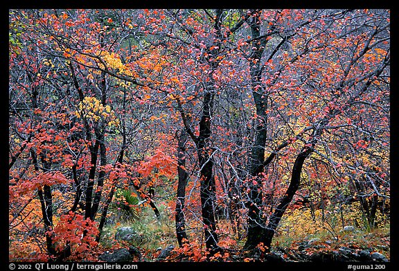 Autumn colors in  Pine Spring Canyon. Guadalupe Mountains National Park, Texas, USA.