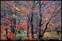 Autumn colors in  Pine Spring Canyon. Guadalupe Mountains National Park, Texas, USA.