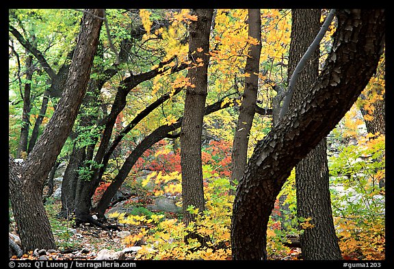 Twisted tree trunks and autumn colors, Smith Springs. Guadalupe Mountains National Park, Texas, USA.
