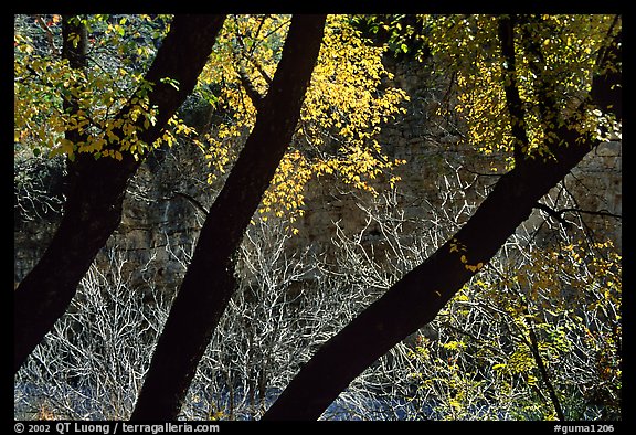 Dark trunks and autumn foliage near Smith Springs. Guadalupe Mountains National Park, Texas, USA.
