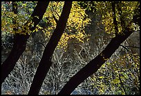 Dark trunks and autumn foliage near Smith Springs. Guadalupe Mountains National Park, Texas, USA.