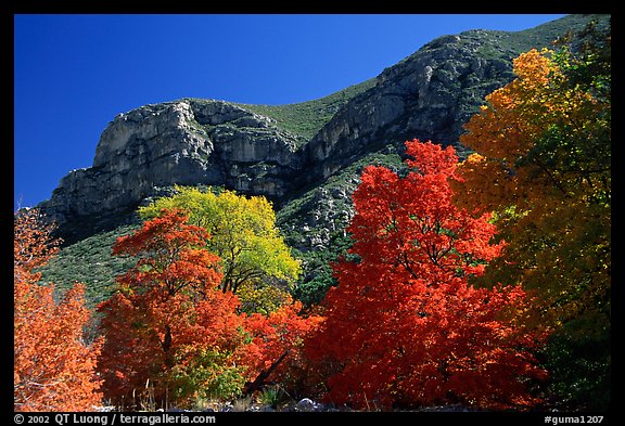 Trees in autumn foliage and cliffs,McKittrick Canyon. Guadalupe Mountains National Park, Texas, USA.