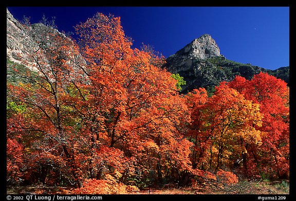 Autumn colors and cliffs in McKittrick Canyon. Guadalupe Mountains National Park, Texas, USA.